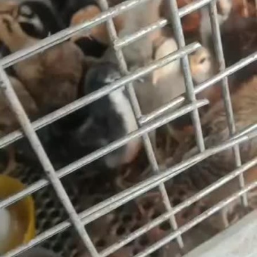 脱温苗笨鸡苗，乌鸡苗