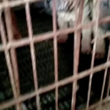 纯种沙皮犬，标价为定金，两针疫苗，需要的联系