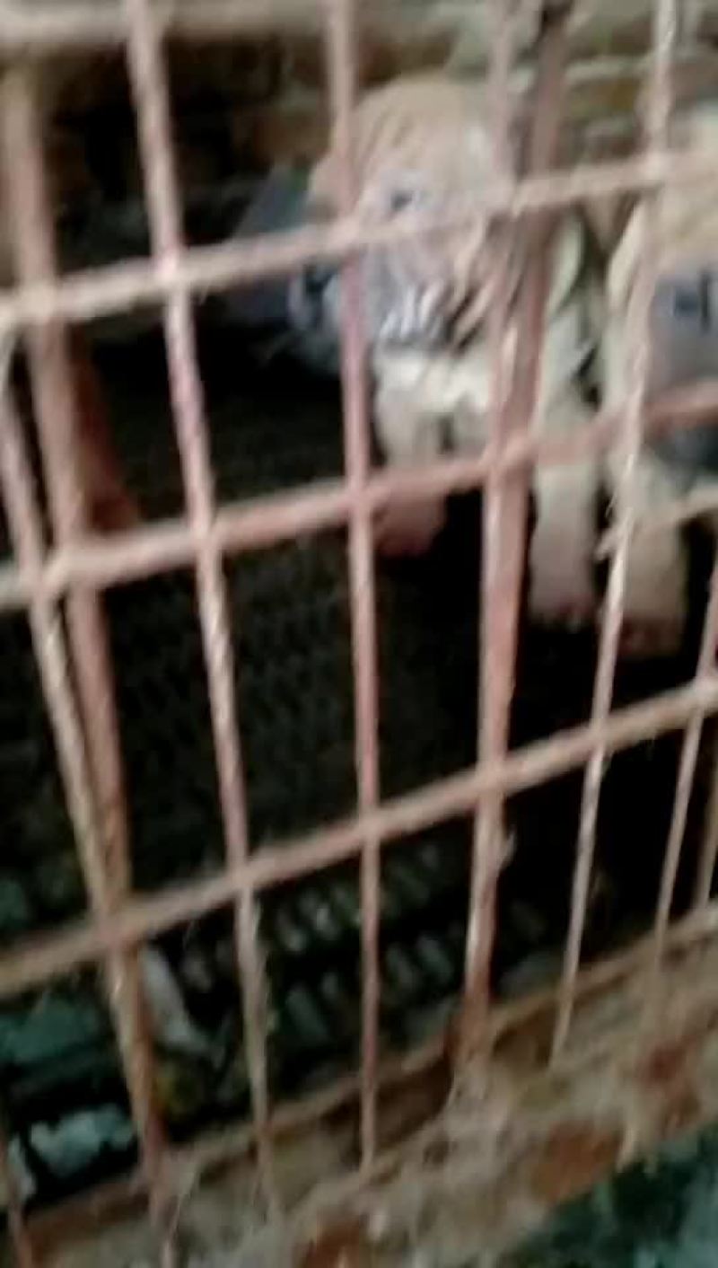 纯种沙皮犬，标价为定金，两针疫苗，需要的联系