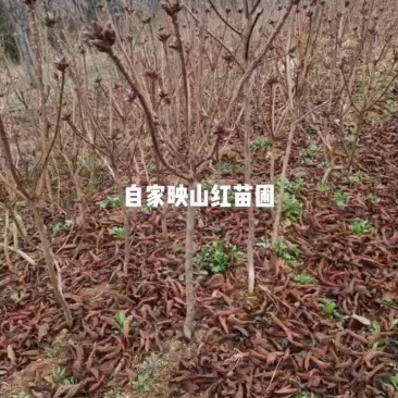 映山红