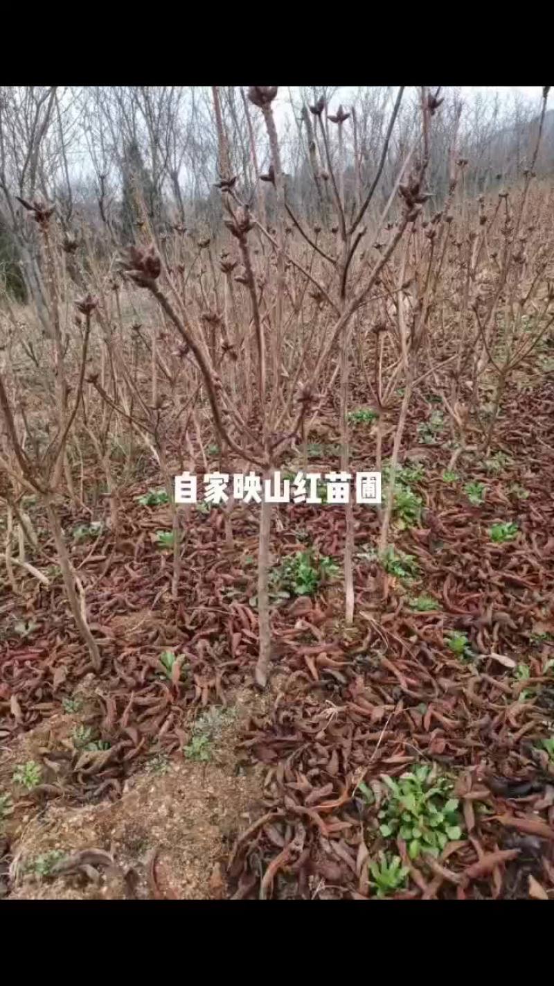映山红