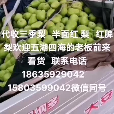 三晋梨