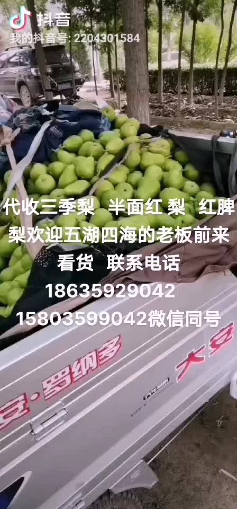 三晋梨