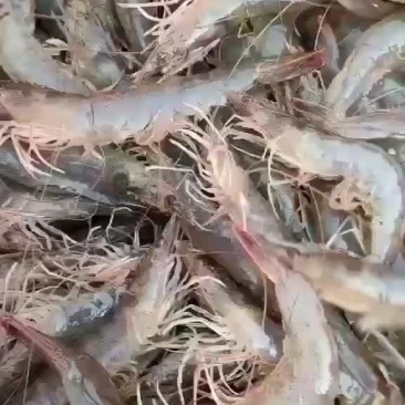 南美白对虾基围虾