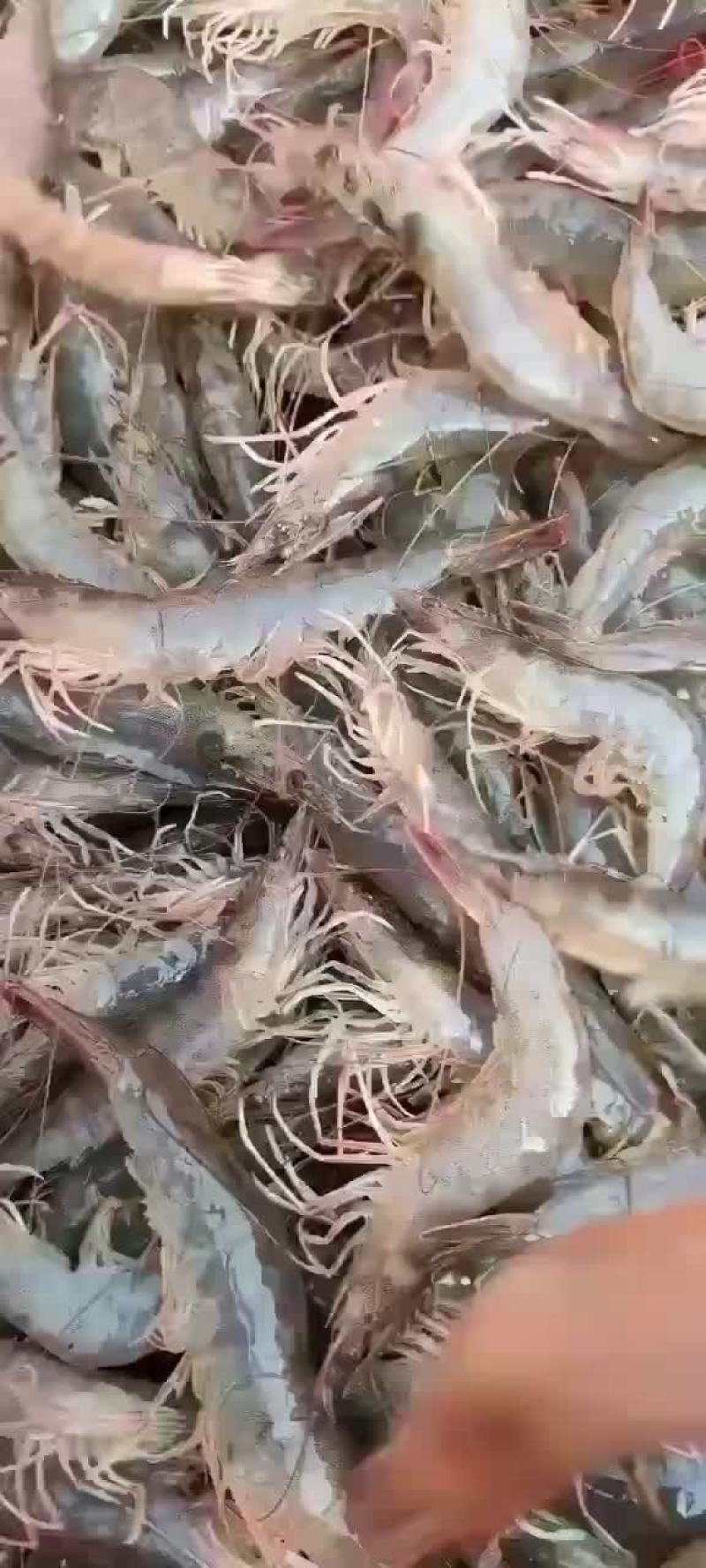 南美白对虾基围虾