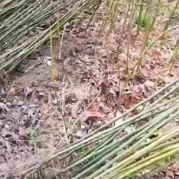 擦木苗