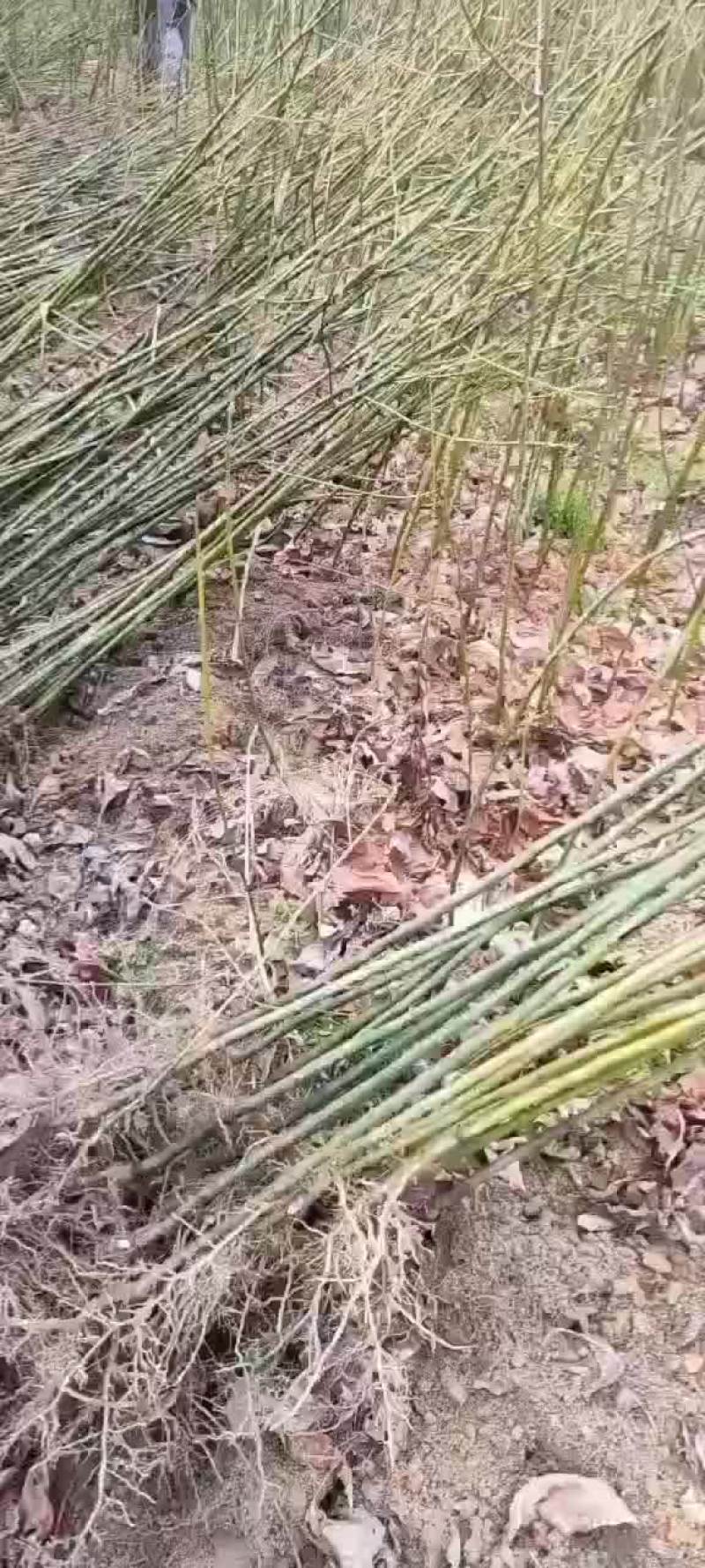 擦木苗