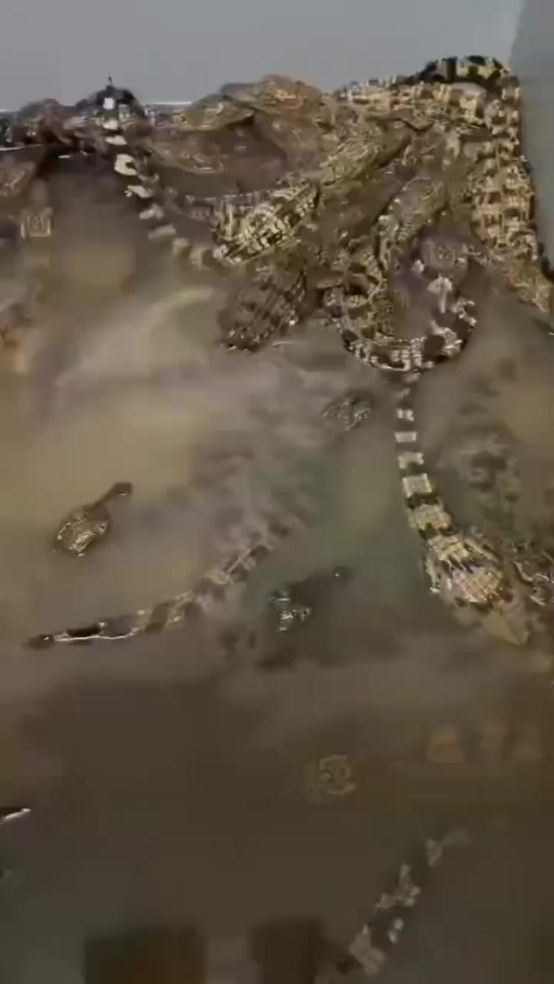 鳄鱼苗，宠物小鳄鱼批发，厂家直销，支持全国发货，三条包邮