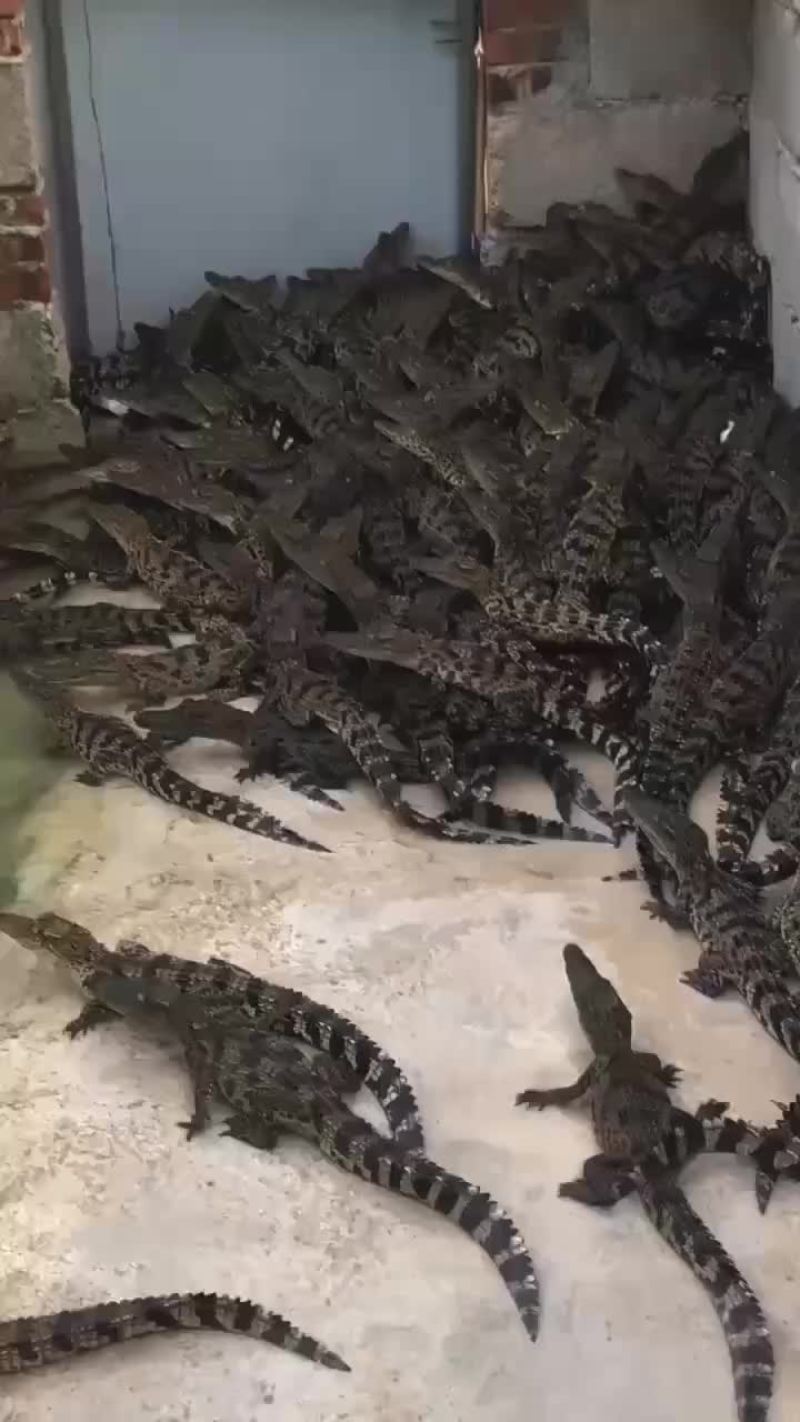 鳄鱼苗，宠物小鳄鱼批发，厂家直销，支持全国发货，三条包邮