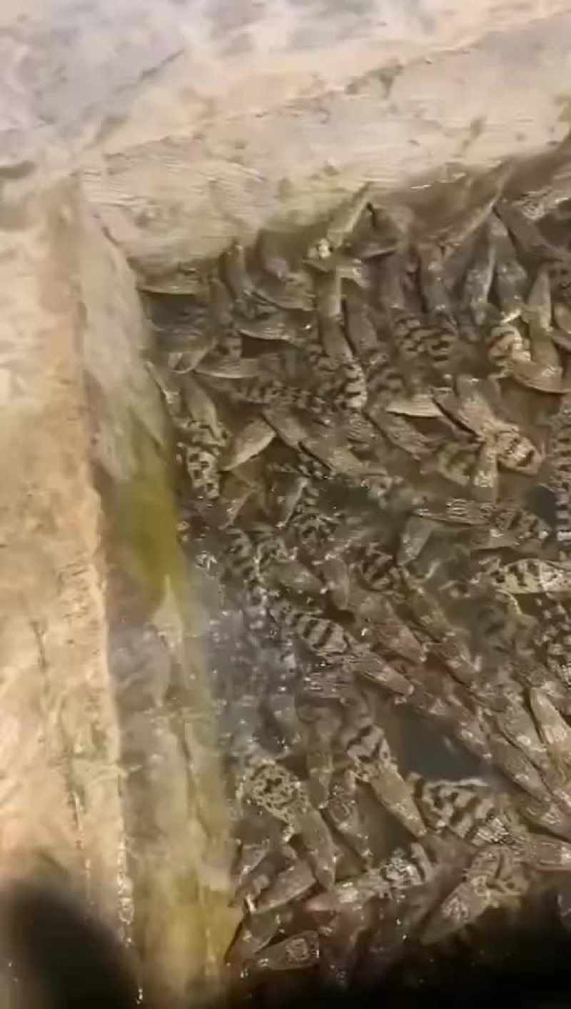 鳄鱼苗，宠物小鳄鱼批发，厂家直销，支持全国发货，三条包邮