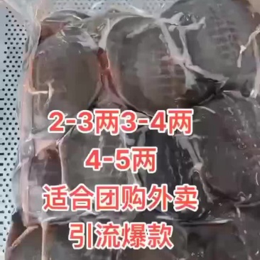 外塘网红麻辣小甲鱼批发，卤甲鱼规格，基地直发