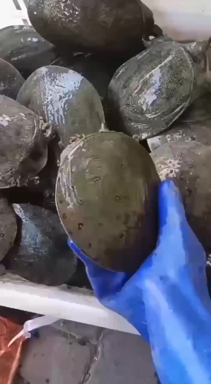 外塘网红麻辣小甲鱼批发，卤甲鱼规格，基地直发