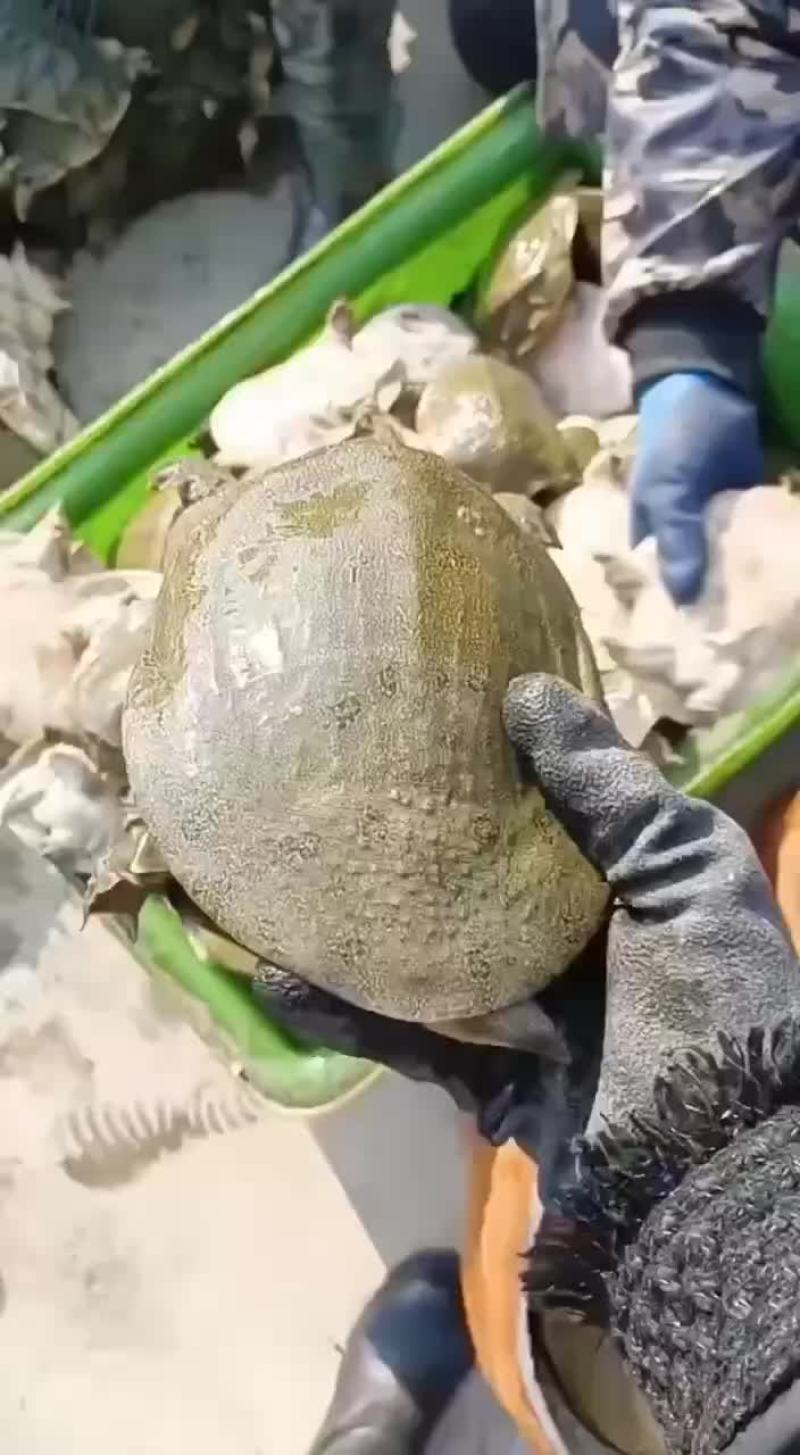 外塘网红麻辣小甲鱼批发，卤甲鱼规格，基地直发