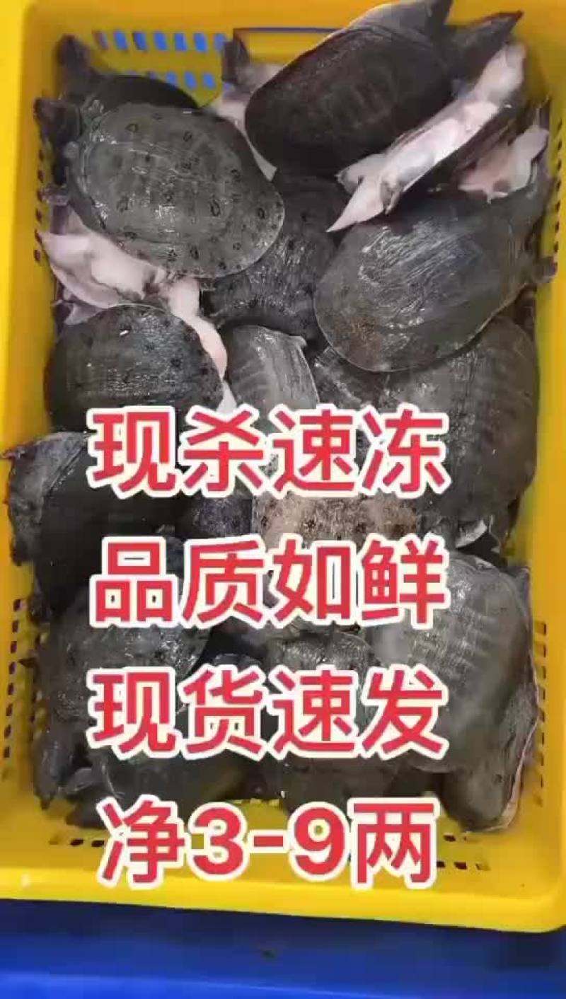 外塘网红麻辣小甲鱼批发，卤甲鱼规格，基地直发