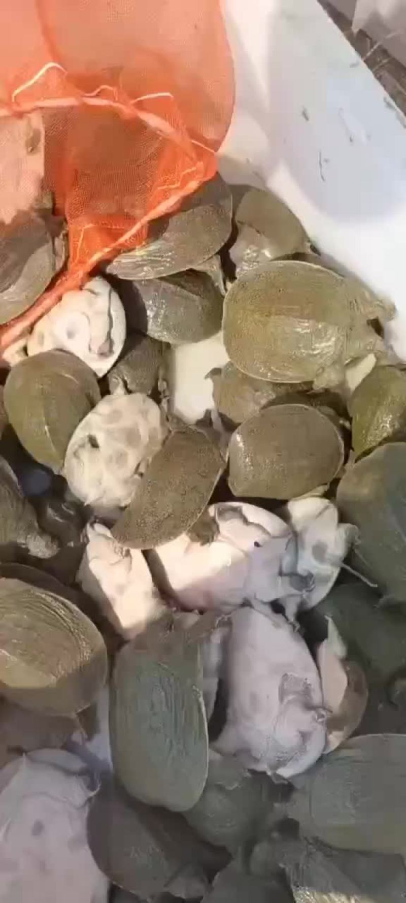 外塘网红麻辣小甲鱼批发，卤甲鱼规格，基地直发