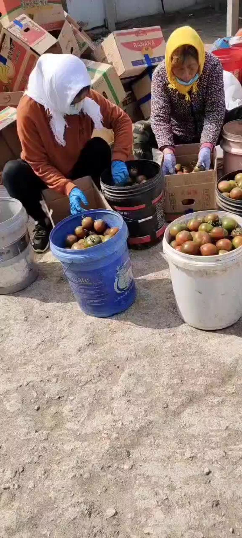 酸甜可口、沙瓤多汁，的铁皮柿子，带你回到小时候
