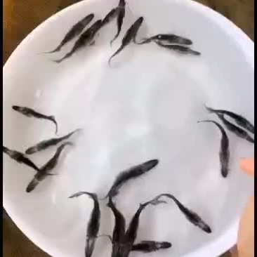 优质各种淡水鱼苗，鸭嘴鱼，长嘴鱼，生长快，抗病力强，欢迎