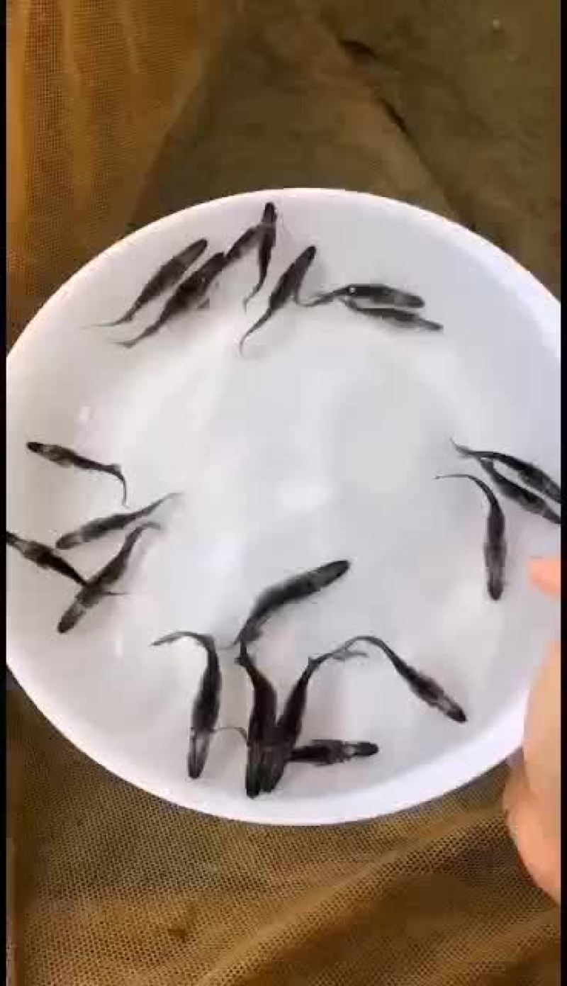 优质各种淡水鱼苗，鸭嘴鱼，长嘴鱼，生长快，抗病力强，欢迎