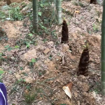 四川内江市威远县春笋