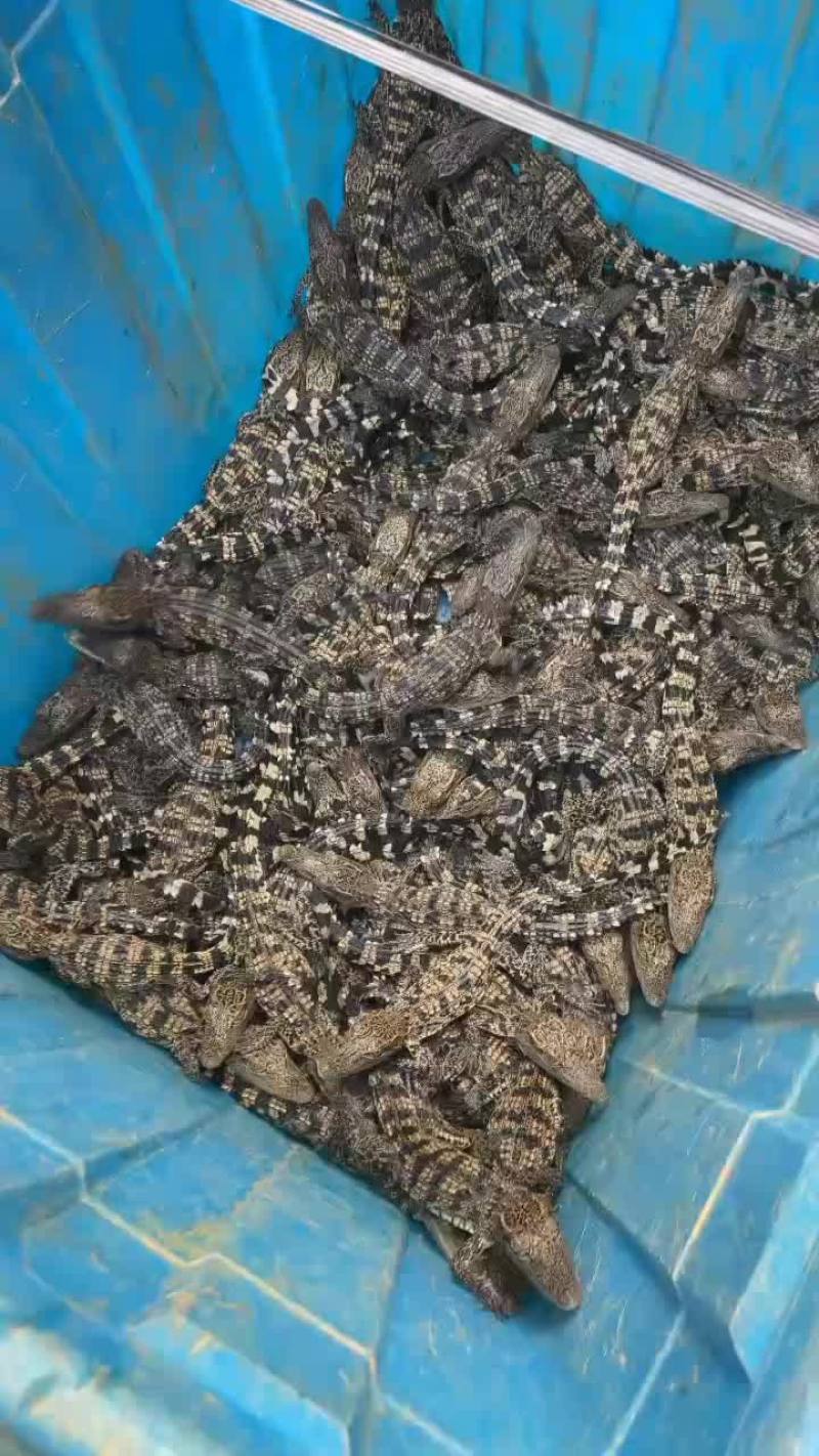 宠物鳄鱼苗批发零售，三条起包邮，支持全国发货