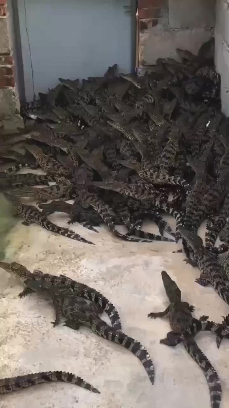 宠物鳄鱼苗批发零售，三条起包邮，支持全国发货