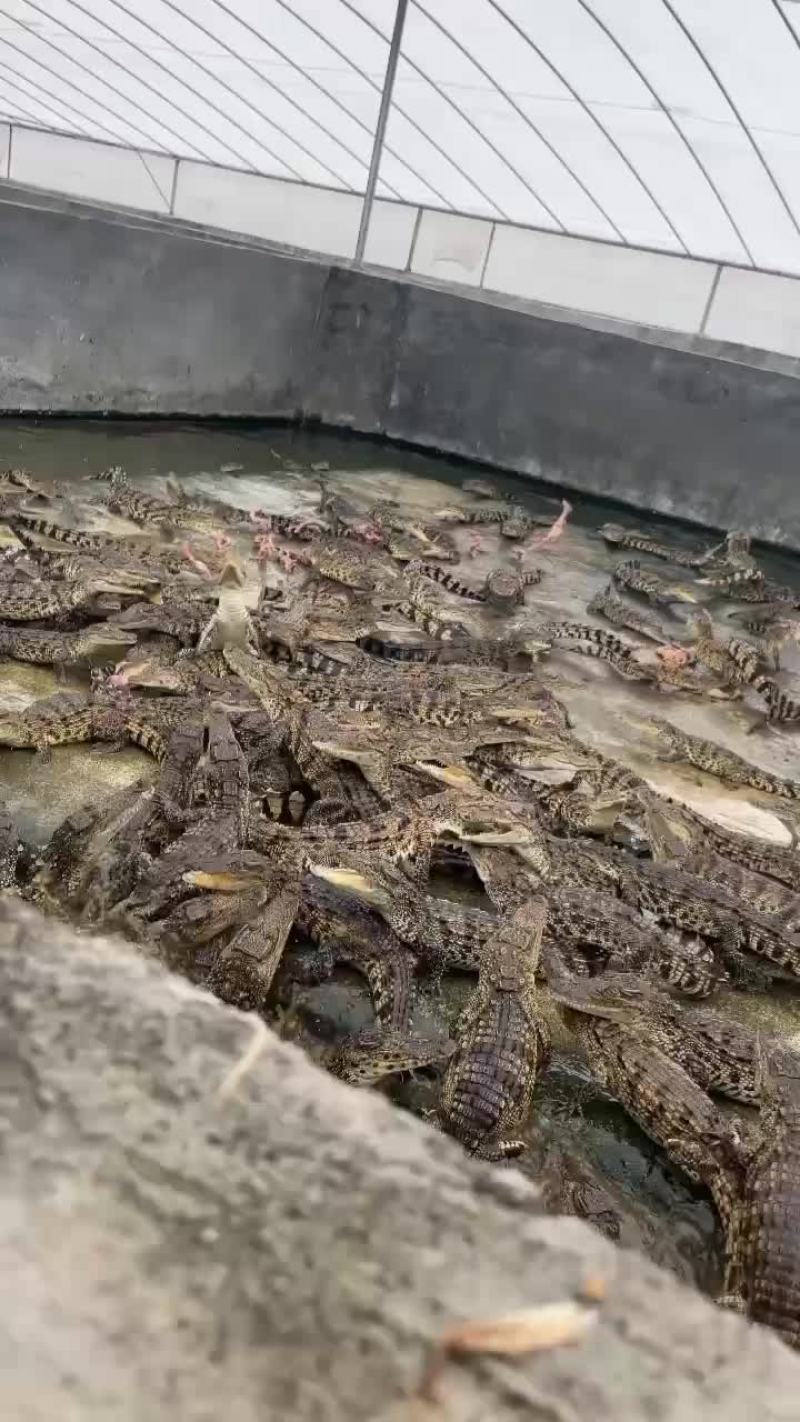 宠物鳄鱼苗批发零售，三条起包邮，支持全国发货