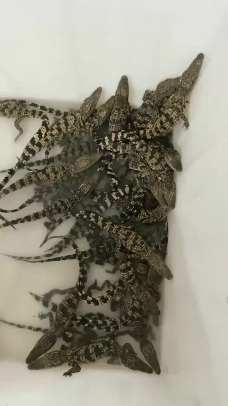 宠物鳄鱼苗批发零售，三条起包邮，支持全国发货