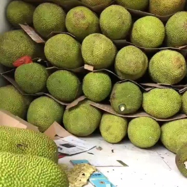 海南优质黄肉菠萝蜜质量保障量大从优对接全国