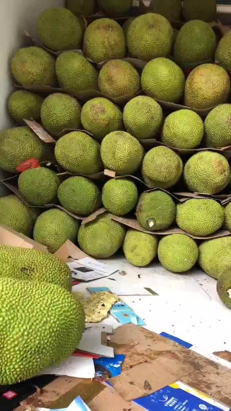 海南优质黄肉菠萝蜜质量保障量大从优对接全国
