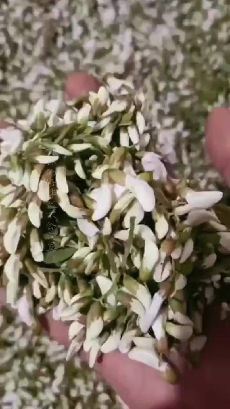 杨槐花上市了，有需要的老板与我联系！