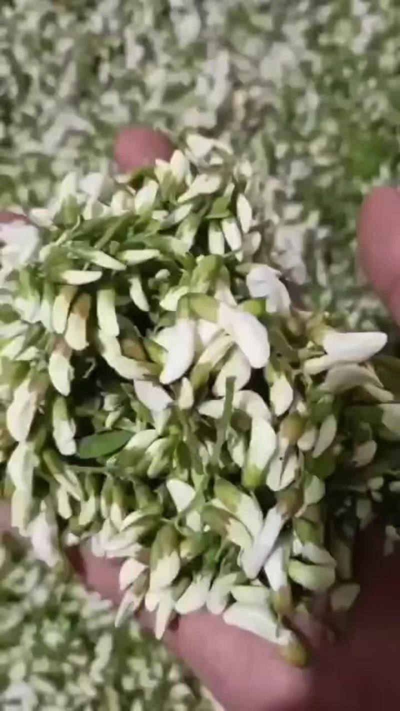 杨槐花上市了，有需要的老板与我联系！