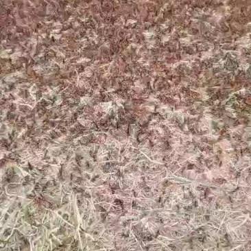 蝗虫，大量出售蚂蚱种苗