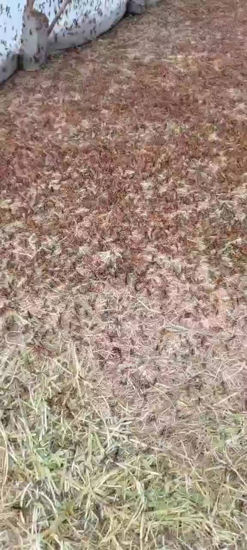 蝗虫，大量出售蚂蚱种苗