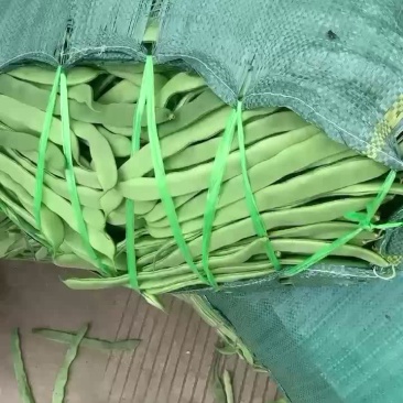 小金豆大扁豆