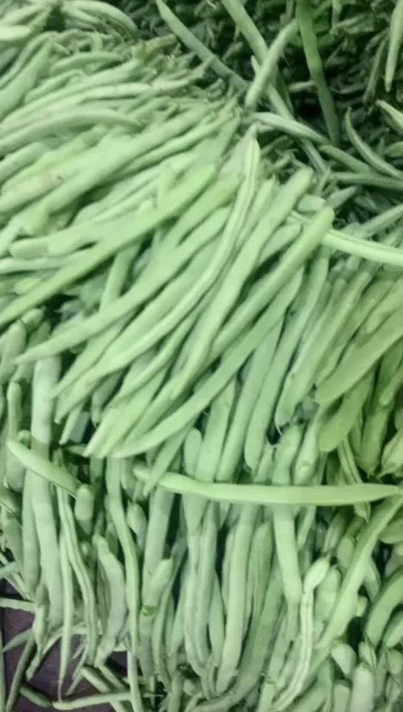 小金豆大扁豆