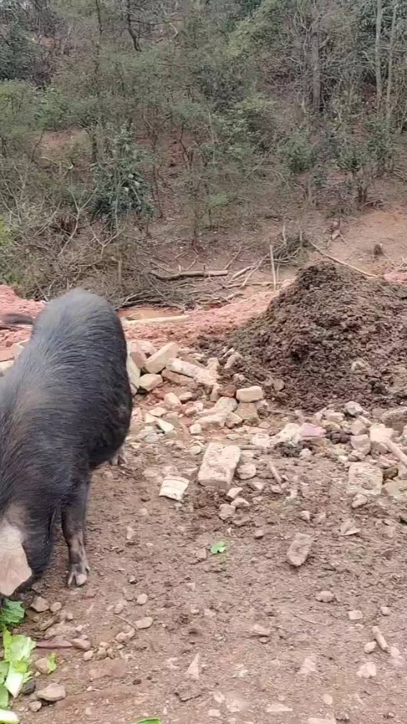 香猪