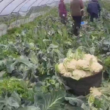 松花菜