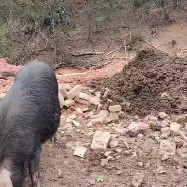 香猪