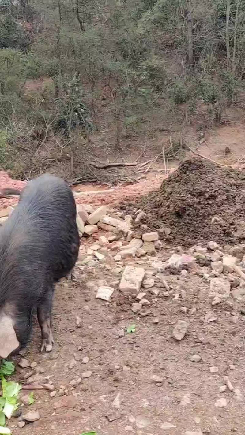 香猪
