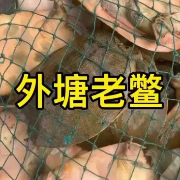 麻辣甲鱼批发卤甲鱼，外塘老甲鱼品质优良，基地直发
