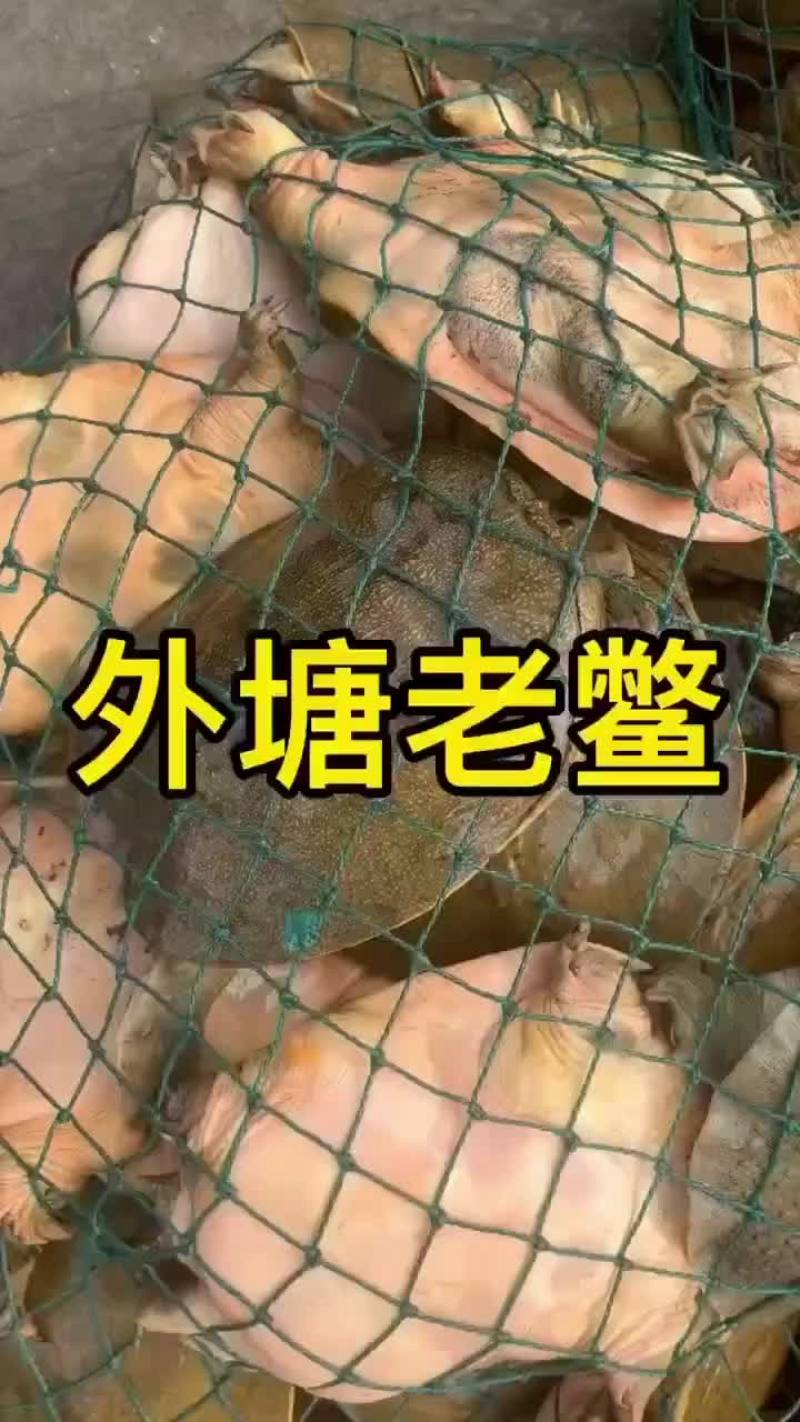 麻辣甲鱼批发卤甲鱼，外塘老甲鱼品质优良，基地直发