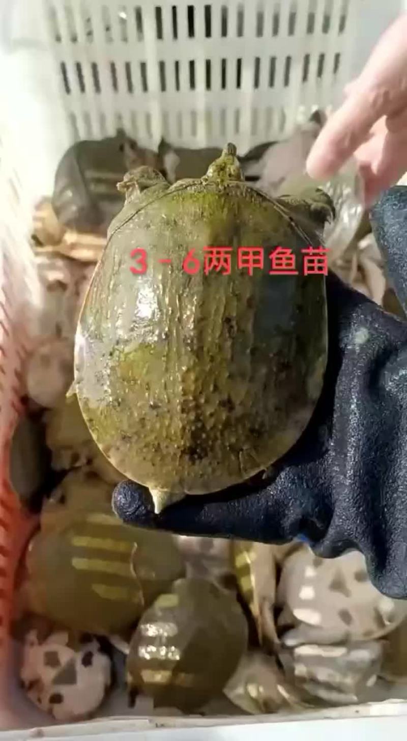 麻辣甲鱼批发卤甲鱼，外塘老甲鱼品质优良，基地直发
