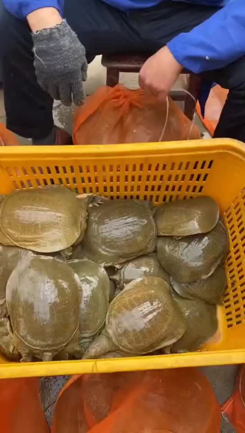 麻辣甲鱼批发卤甲鱼，外塘老甲鱼品质优良，基地直发