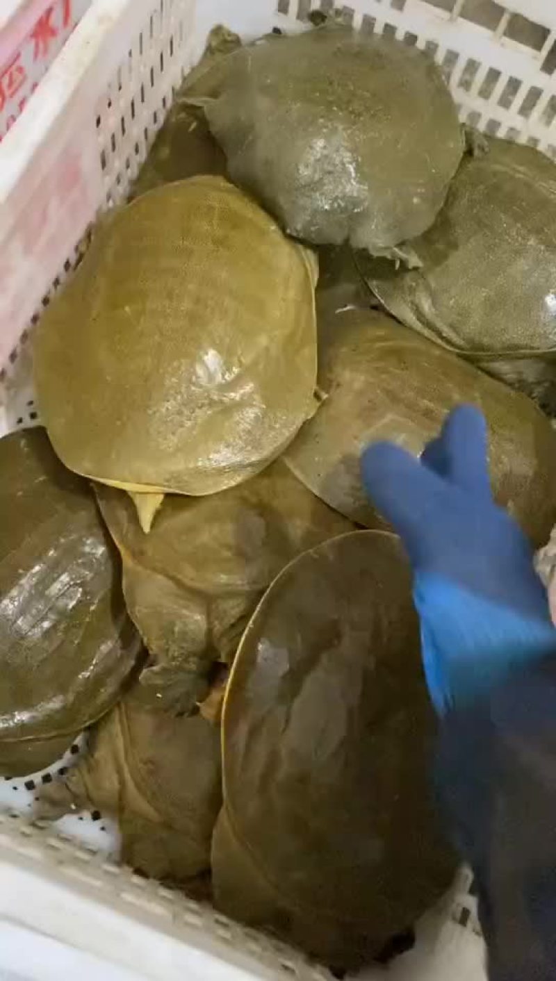 麻辣甲鱼批发卤甲鱼，外塘老甲鱼品质优良，基地直发