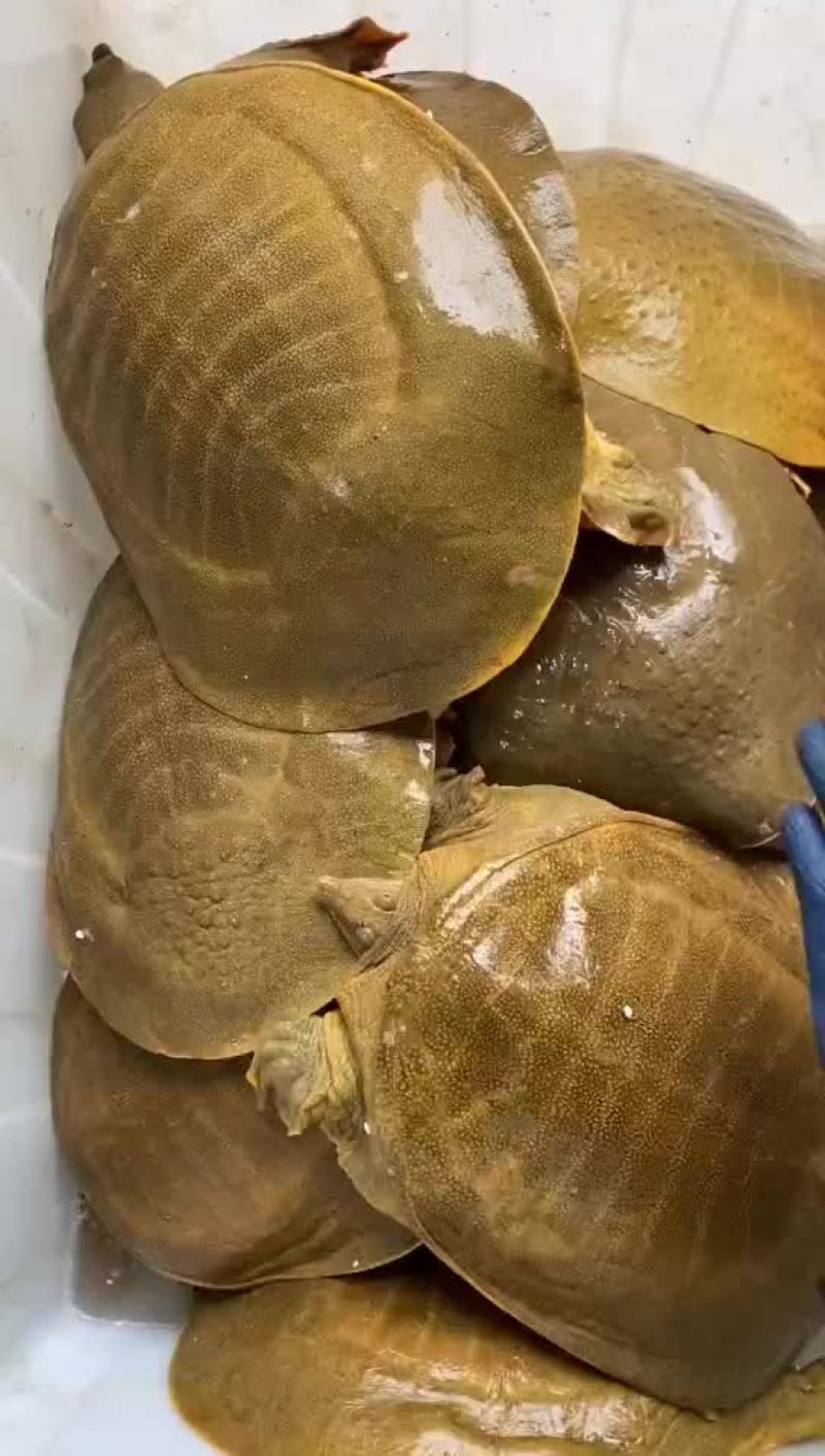 麻辣甲鱼批发卤甲鱼，外塘老甲鱼品质优良，基地直发
