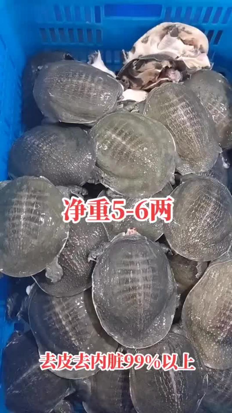 麻辣甲鱼批发卤甲鱼，外塘老甲鱼品质优良，基地直发