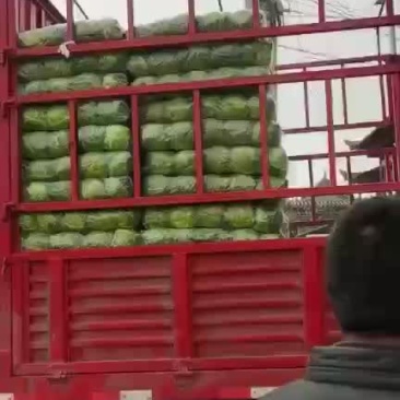精品甘蓝上市，需要的老板可以联系，价格不高