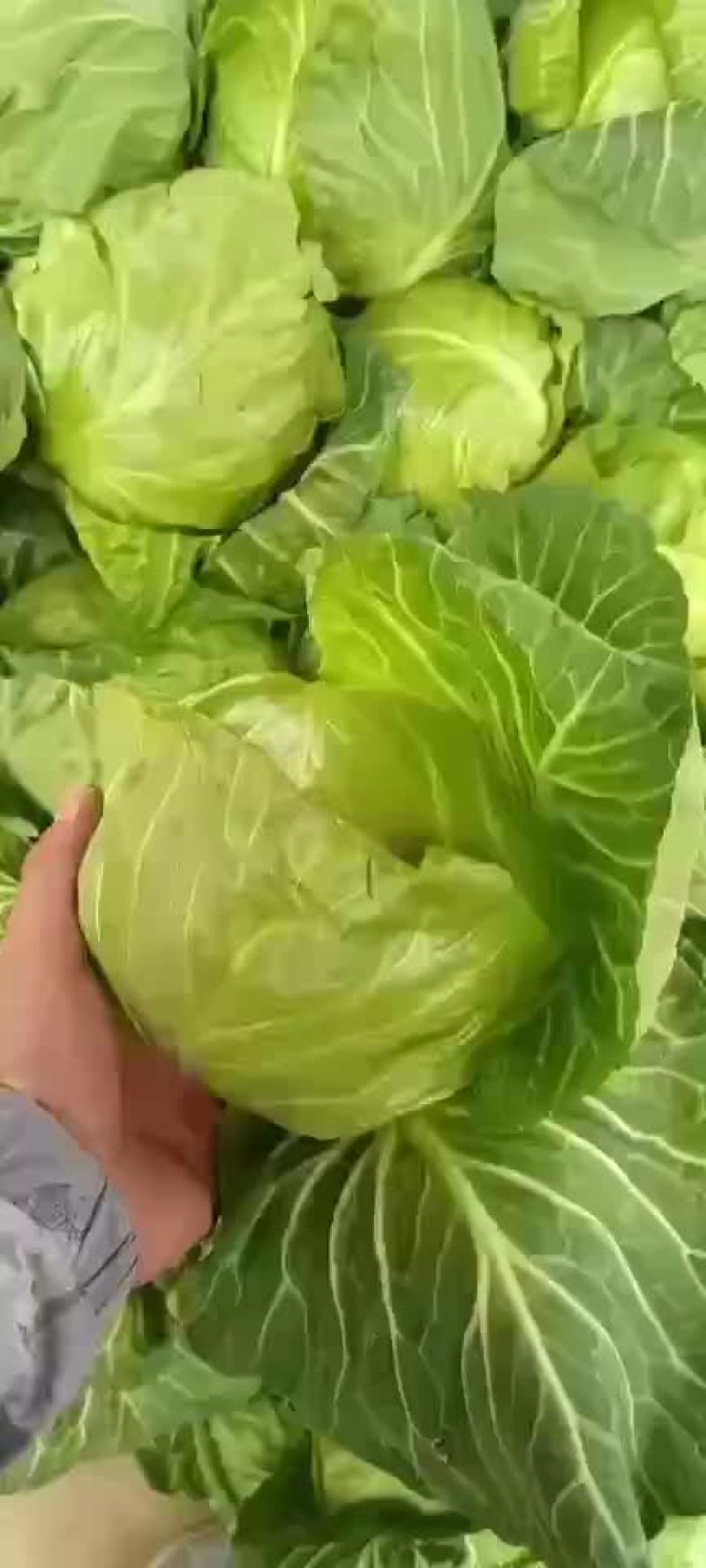 精品甘蓝上市，需要的老板可以联系，价格不高