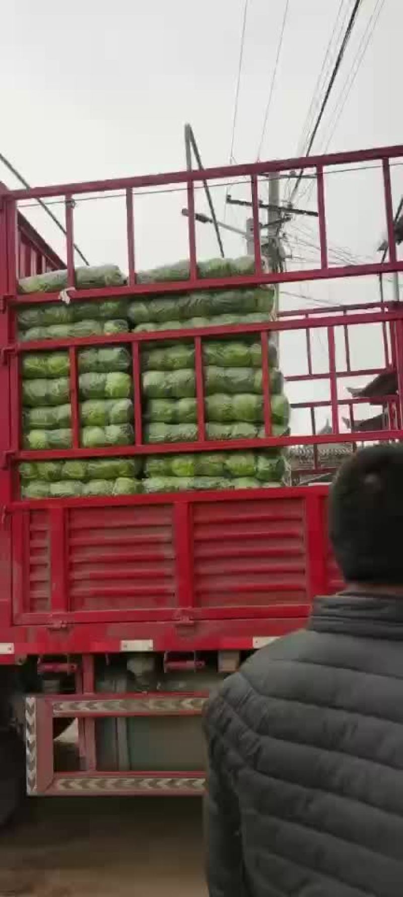 精品甘蓝上市，需要的老板可以联系，价格不高