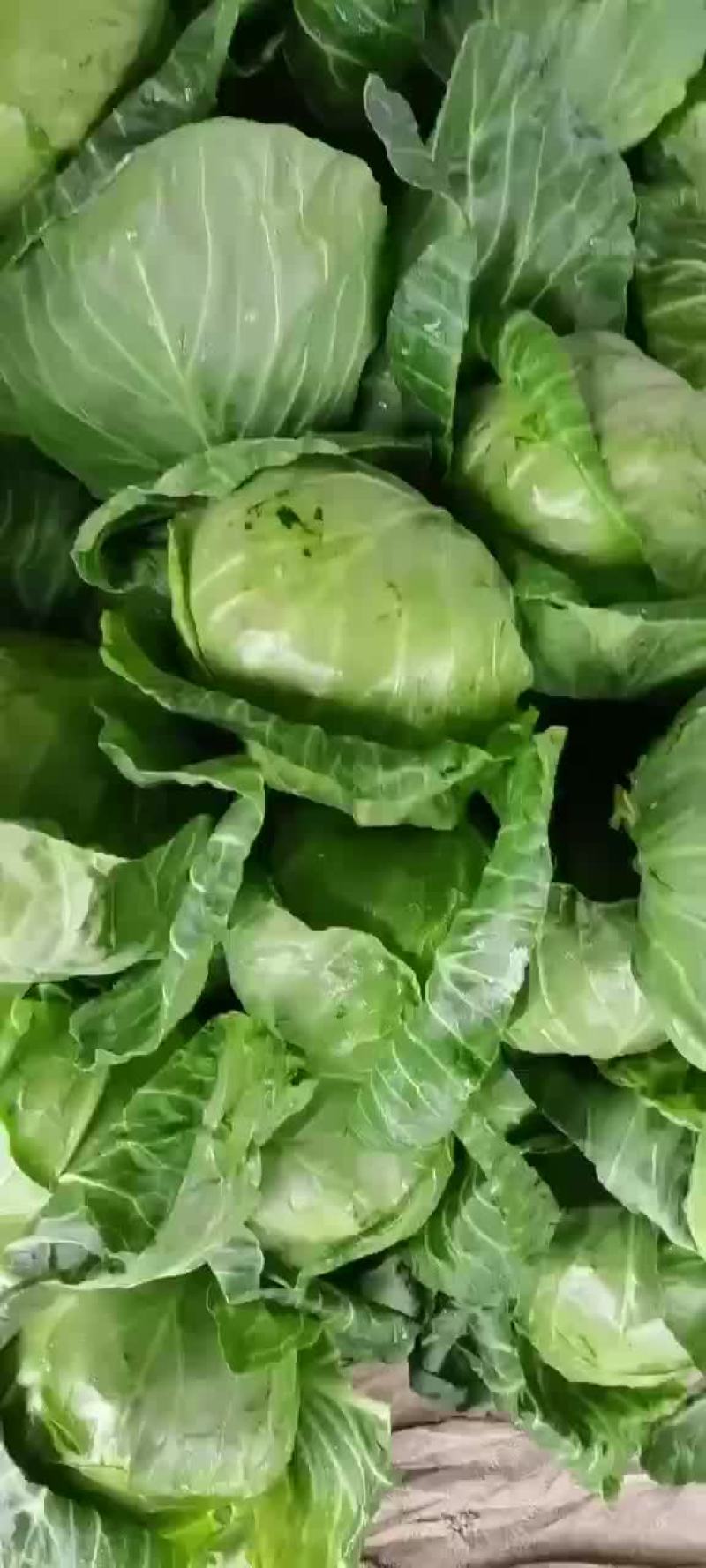 精品甘蓝上市，需要的老板可以联系，价格不高